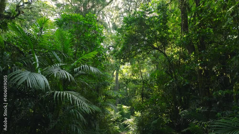 Flying through between trees in a dense forest Flying through between trees in a dense forest