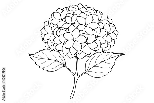 Hydrangea Petal Outline Art