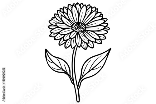 Calendula Petal Line Drawing