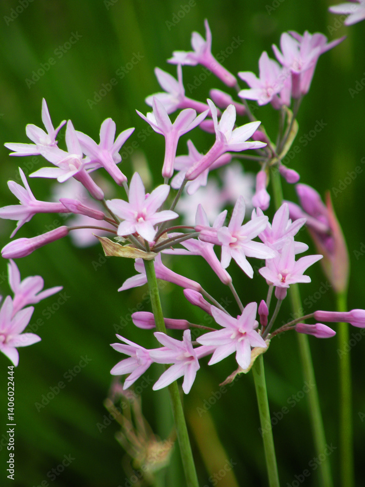 Obraz premium Tulbaghia, a plant with abundant and beautiful flowering