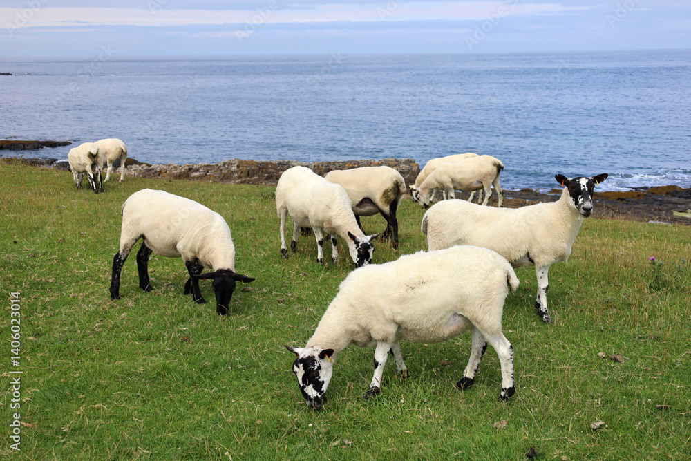 Fototapeta premium Sheep on a seaside beach in the UK