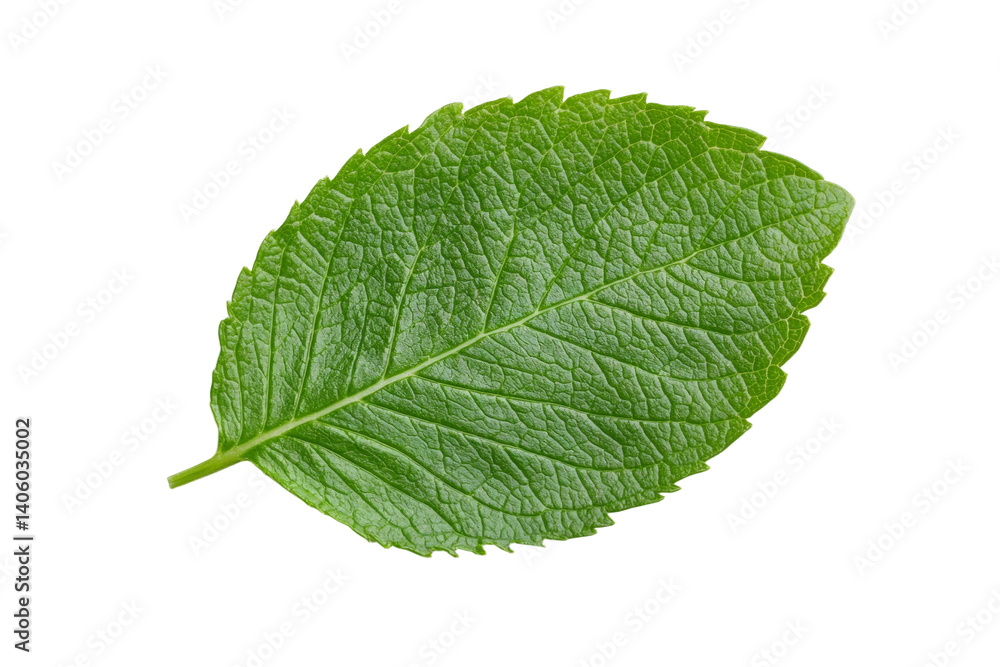 Obraz premium Leaf is shown on a white background, isolated