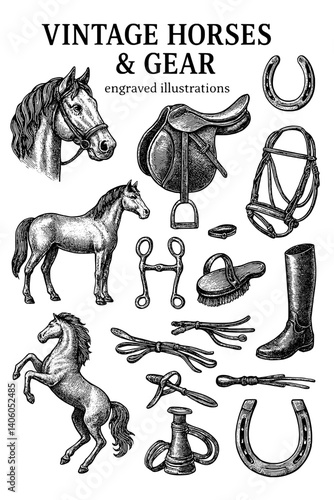 Engraved vintage illustrations of horses, equestrian gear, and accessories capturing the essence of horseback riding culture