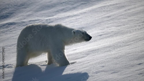 Polar bear walking in deep snow in the summer of Svalbard.