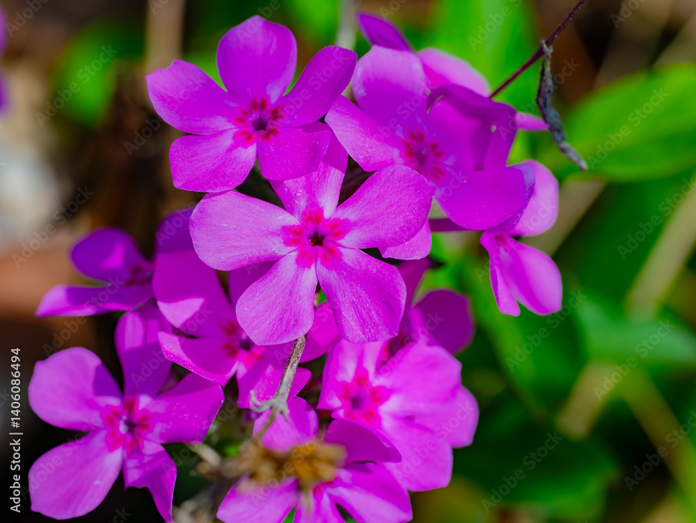 Cluster of downy phlox with its bright pink color illuminated by the early morning sun in spring