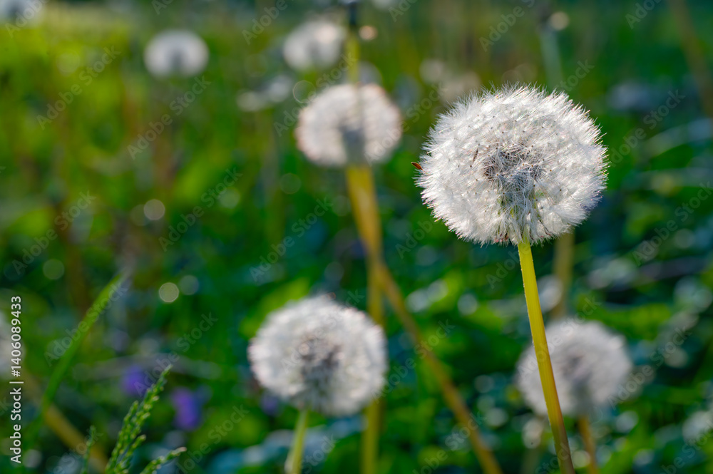 Mature dandelion seedheads glowing in the early morning sun of a spring morning Mature dandelion seedheads glowing in the early morning sun of a spring morning