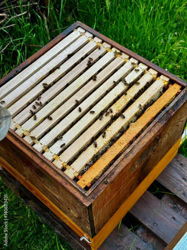 Close-up of honeybees on wooden hive frames inside an active beehive during summer inspection.