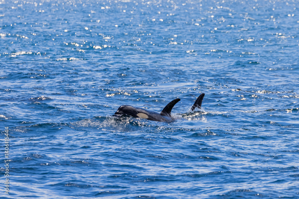 Fototapeta premium シャチ