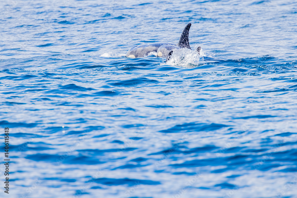 Fototapeta premium シャチ