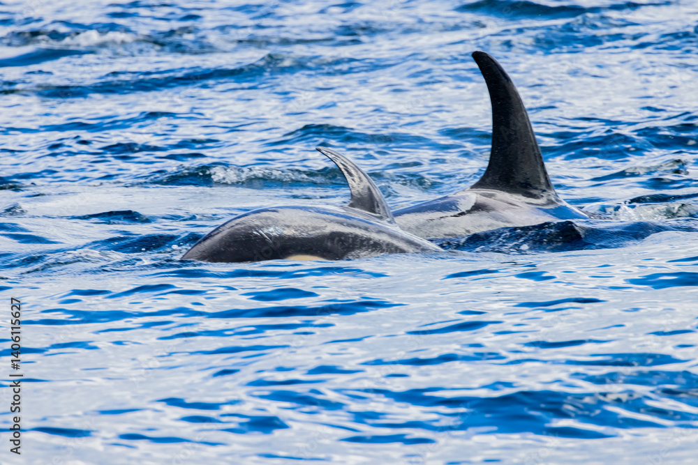 Fototapeta premium シャチ