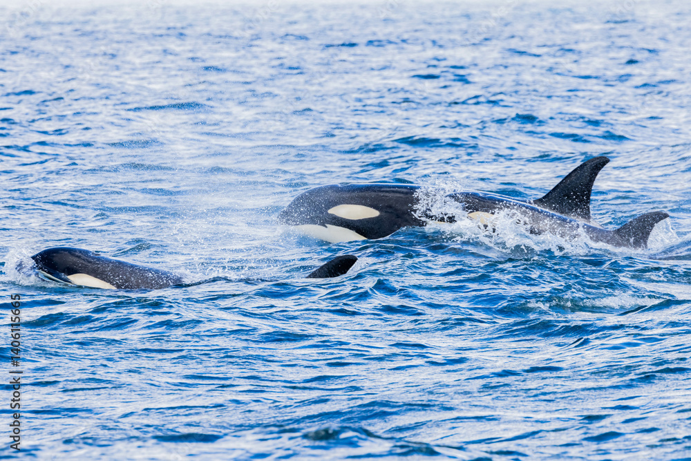 Fototapeta premium シャチ
