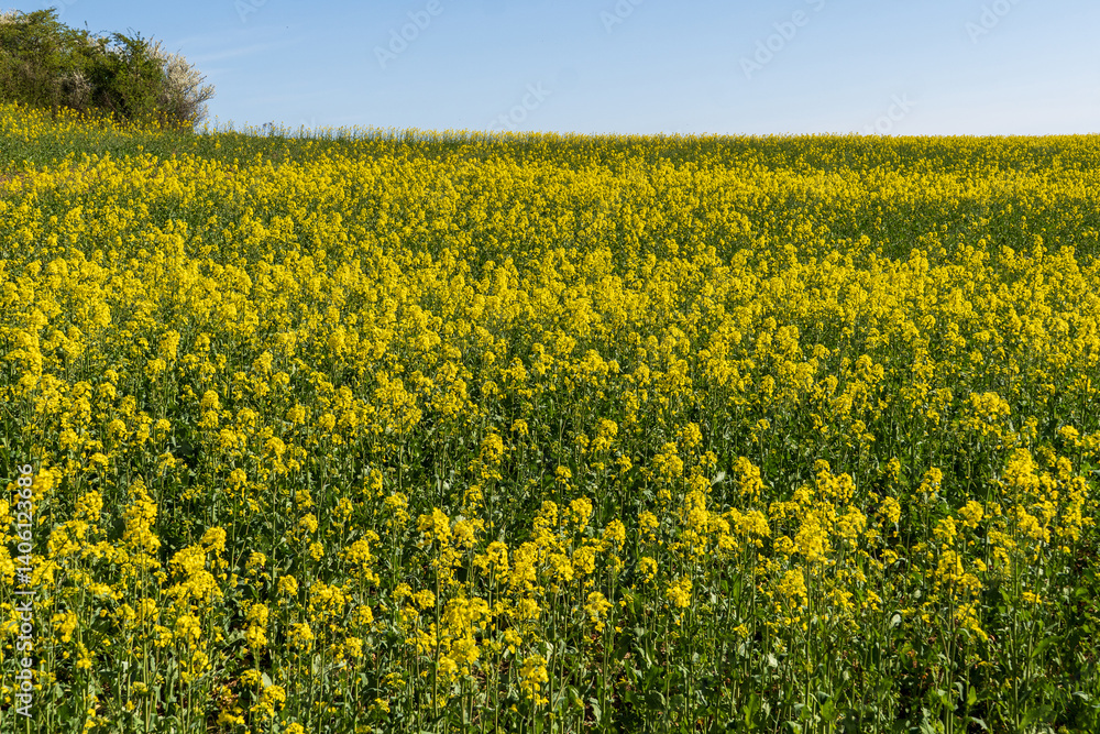 Rapsfelder in Bürvenich, Zülpich Rapsfelder in Bürvenich, Zülpich