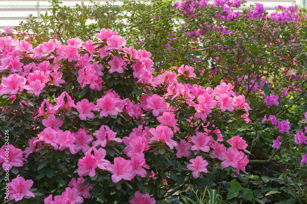 Blooming pink japan Azalea Ericaceae bush, Geisha Purple, rhododendron flower macro, background. Evergreen decorative plant outdoor or in orangery in botanical garden. Gardeining, plant breeding Blooming pink japan Azalea Ericaceae bush, Geisha Purple, rhododendron flower macro, background. Evergreen decorative plant outdoor or in orangery in botanical garden. Gardeining, plant breeding