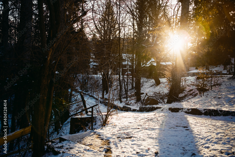 Sunbeam through The trees forest