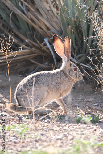 Jack rabbit in the dry grass in the desert southwest