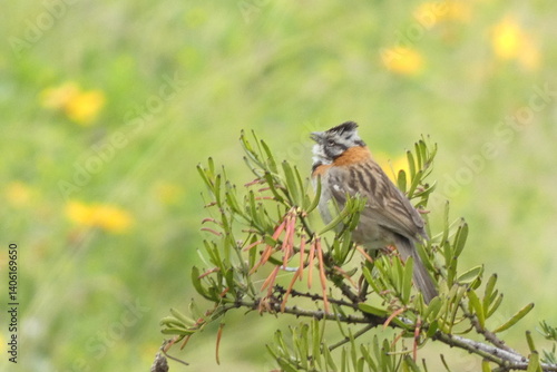 ave silvestre, al aire libre , de dia, hermoso, gorrión, al aire libre, oservación de aves, viaje, web redes, digital
