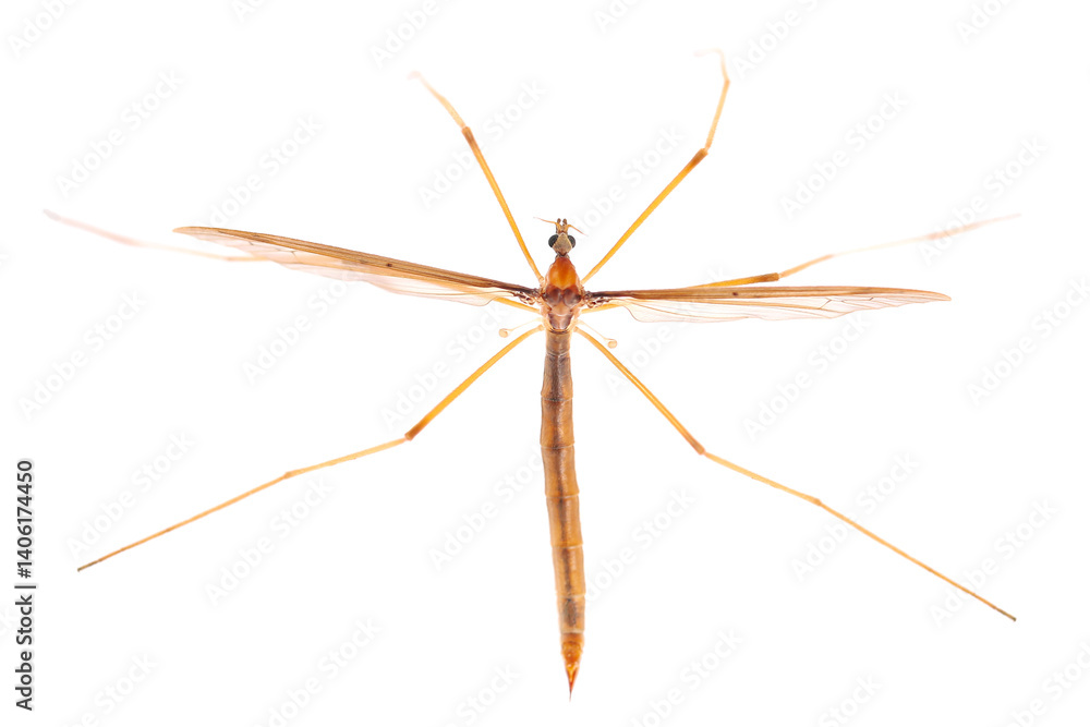 Obraz premium Crane fly, daddy longlegs isolated on white, top view, clipping path