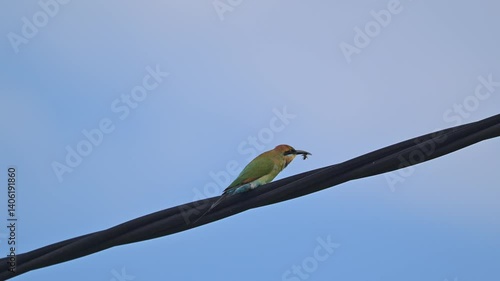 rainbow bee-eater, Merops ornatus, colourful Australian bird, perched on power line, eating insect, Queensland