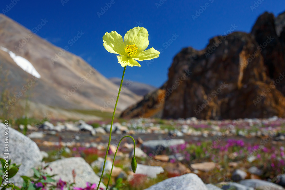 Yellow poppy flower (Papaver macounii). Beautiful blooming tundra wildflower close-up. Flowers of the Arctic. Nature of Chukotka and polar Siberia. Far North of Russia. July. Shallow depth of field.