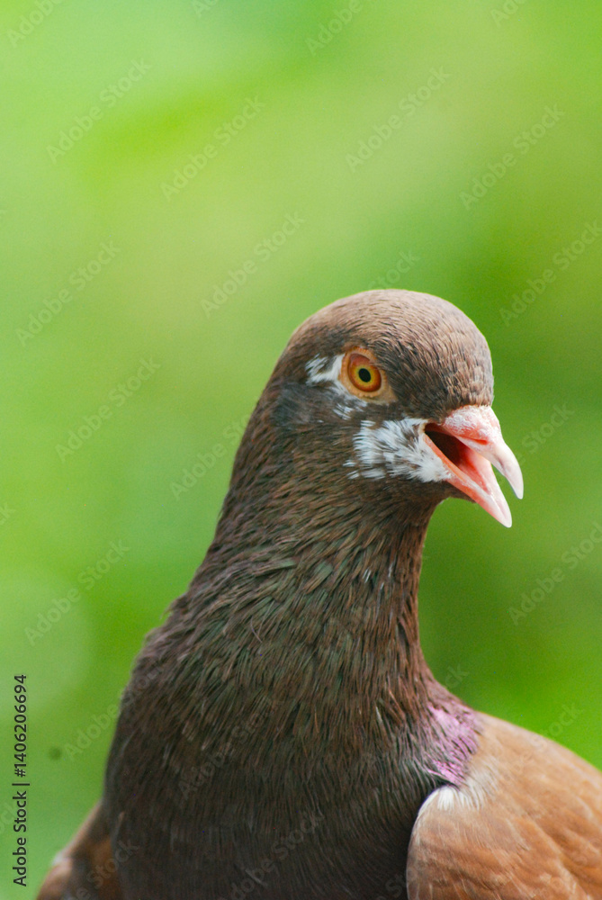 Close-up macro lens, dove head with colored feathers and yellow eyes, blurred background Close-up macro lens, dove head with colored feathers and yellow eyes, blurred background