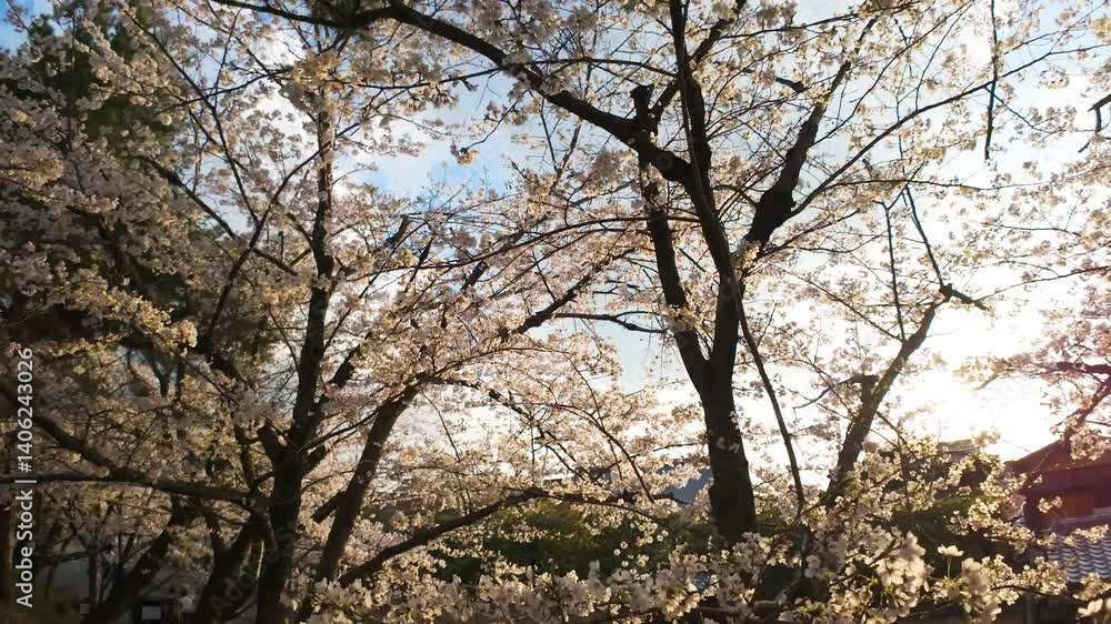桜並木を歩く春の風景|横動画・自然・日本の季節素材 桜並木を歩く春の風景|横動画・自然・日本の季節素材
