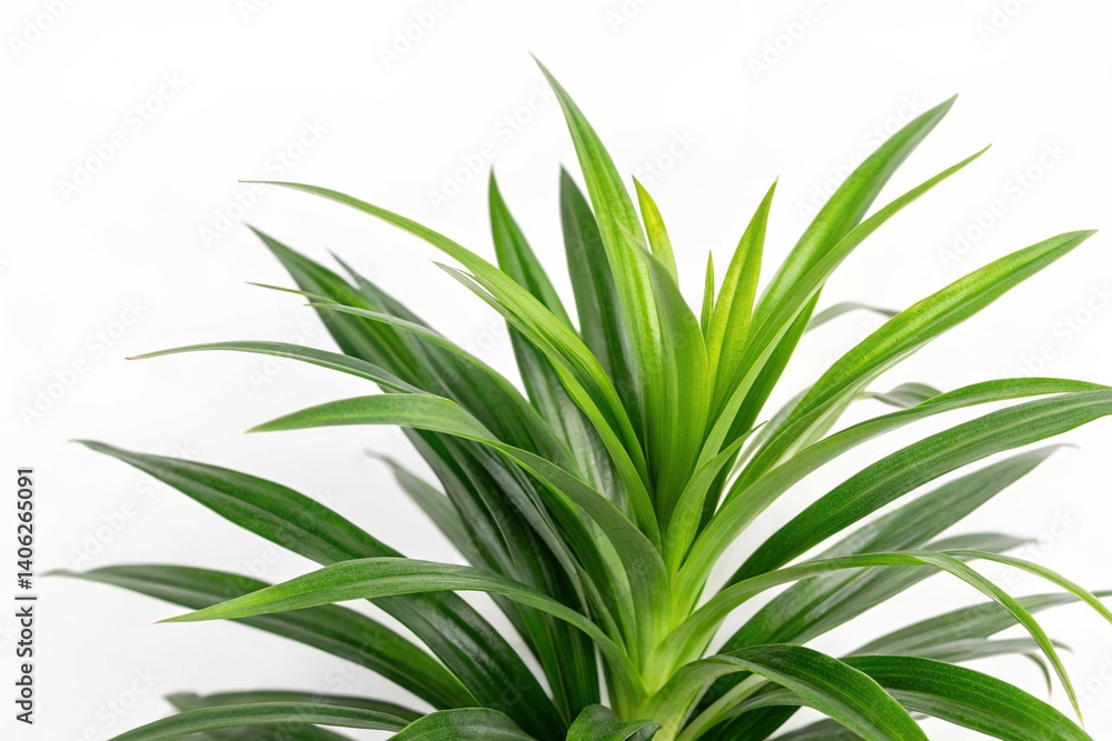 Fototapeta premium pandan isolated on white background