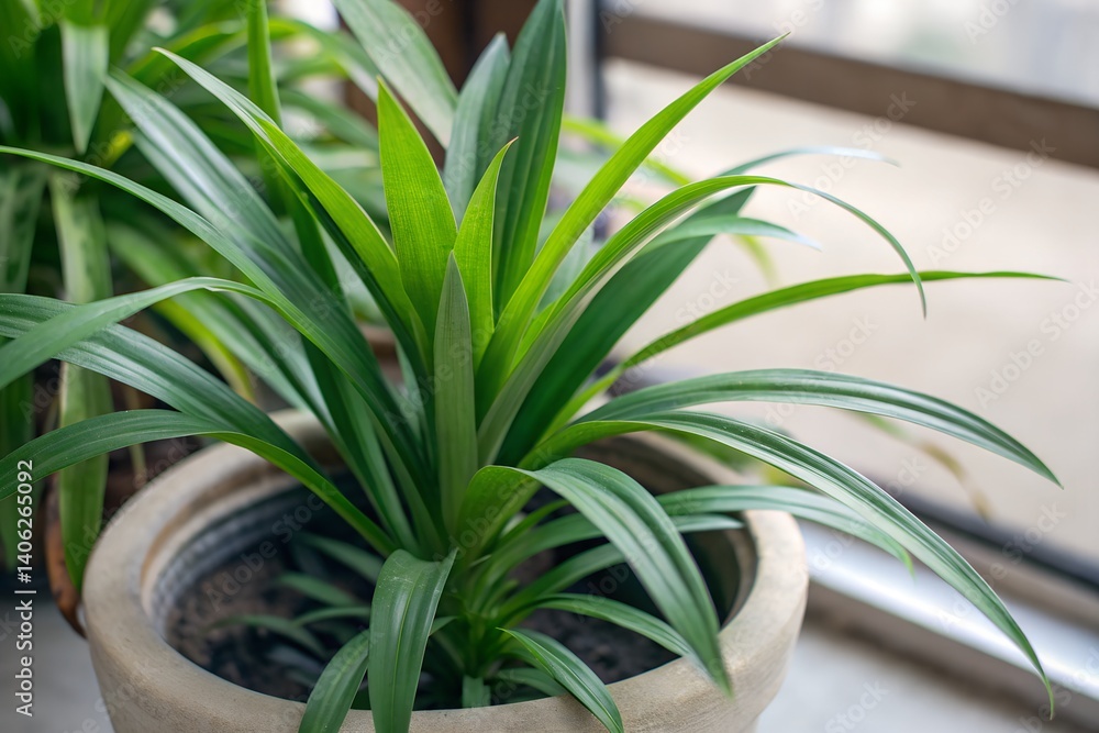 Obraz premium potted pandan plant