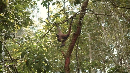 Wildlife: Churuco Monkey in Leticia, Amazonas, Colombia. Experience the mesmerizing world of Leticia, nestled in the heart of the Amazon rainforest in Colombia