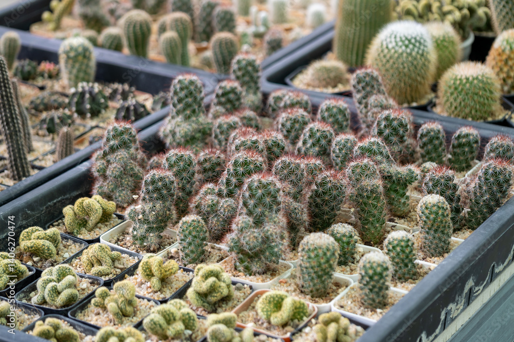 Cactus showcase a desert nursery vibrant plant collection natural beauty close-up view