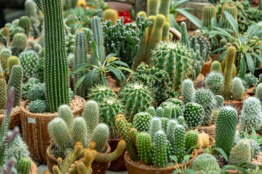 Cactus care event flower shop plant showcase indoor environment close-up view botanical concept Cactus care event flower shop plant showcase indoor environment close-up view botanical concept