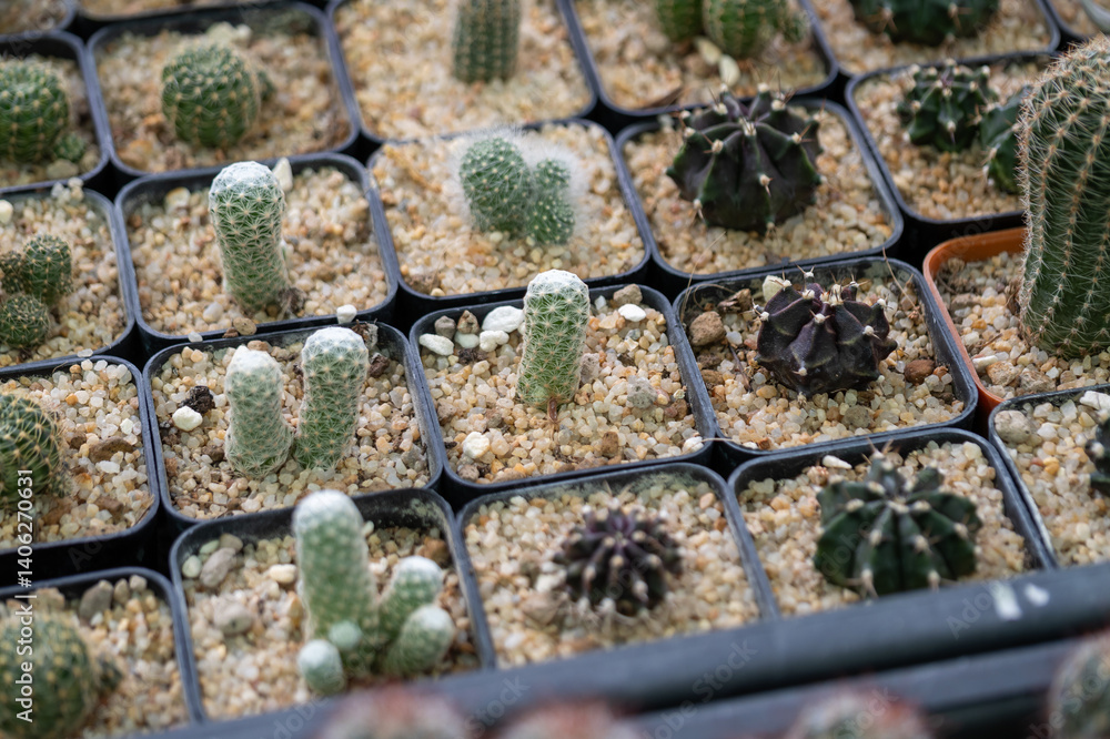Cactus collection greenhouse display plant indoor environment close-up nature's resilience