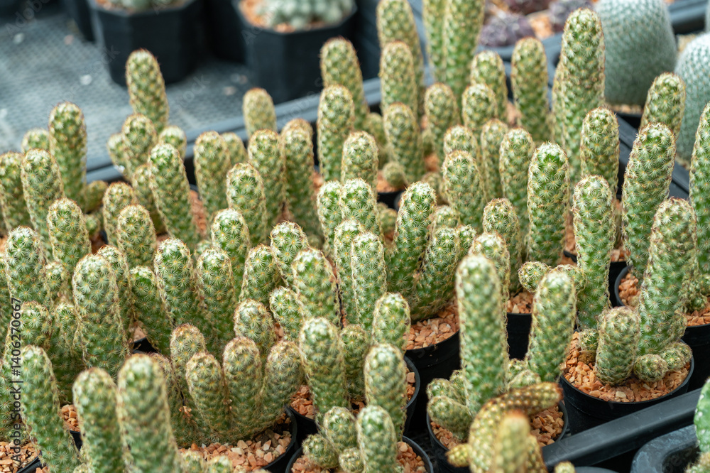 Vibrant cacti collection displayed a greenhouse nature enthusiasts paradise close-up view