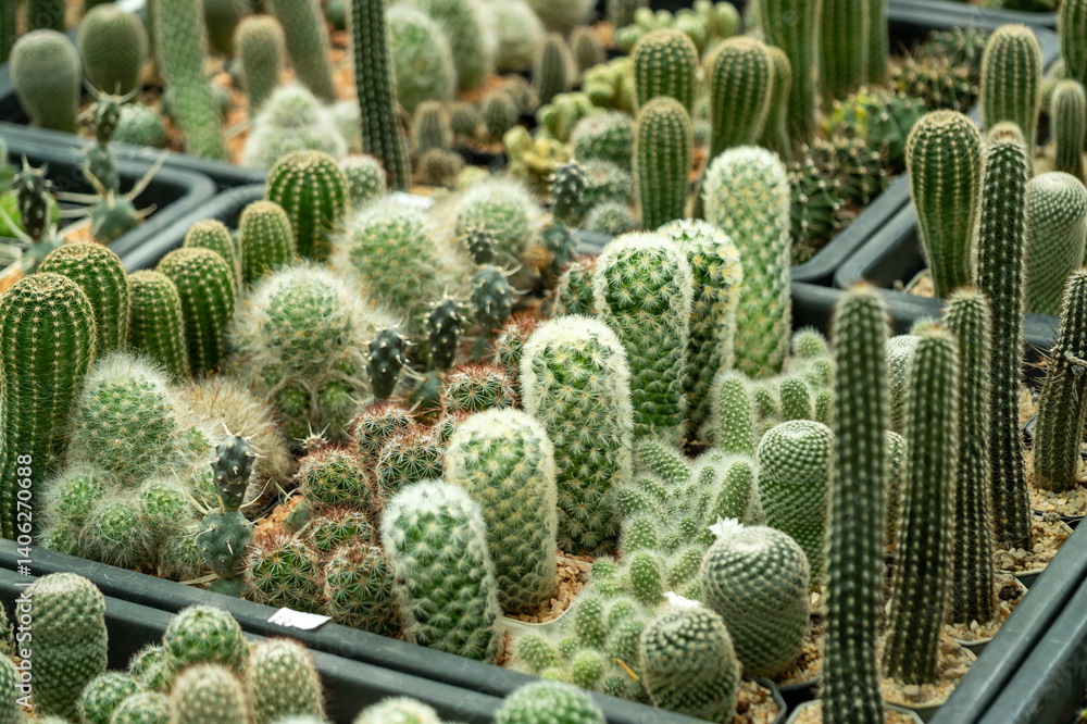 Thriving cactus collection greenhouse nature's beauty lush environment close-up view