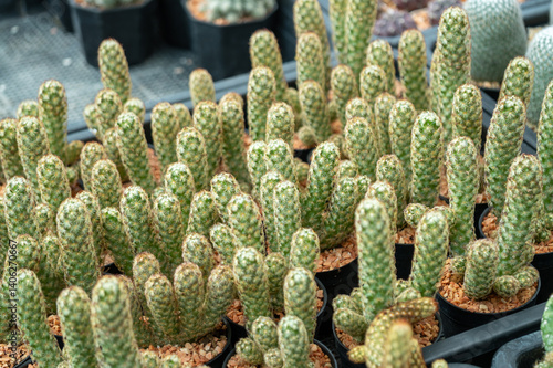 Obraz na płótnie Vibrant cacti collection displayed a greenhouse nature enthusiasts paradise close-up view w salonie