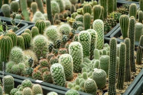 Obraz na płótnie Thriving cactus collection greenhouse nature's beauty lush environment close-up view w salonie