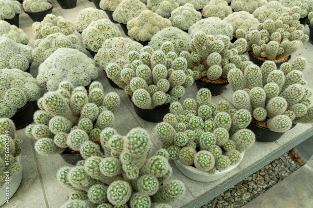Cactus collection display greenhouse botanical bright environment close-up nature's beauty