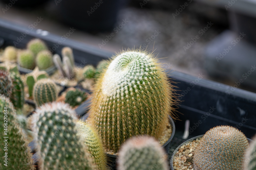 Vibrant cactus collection a greenhouse close-up nature indoor detailed view