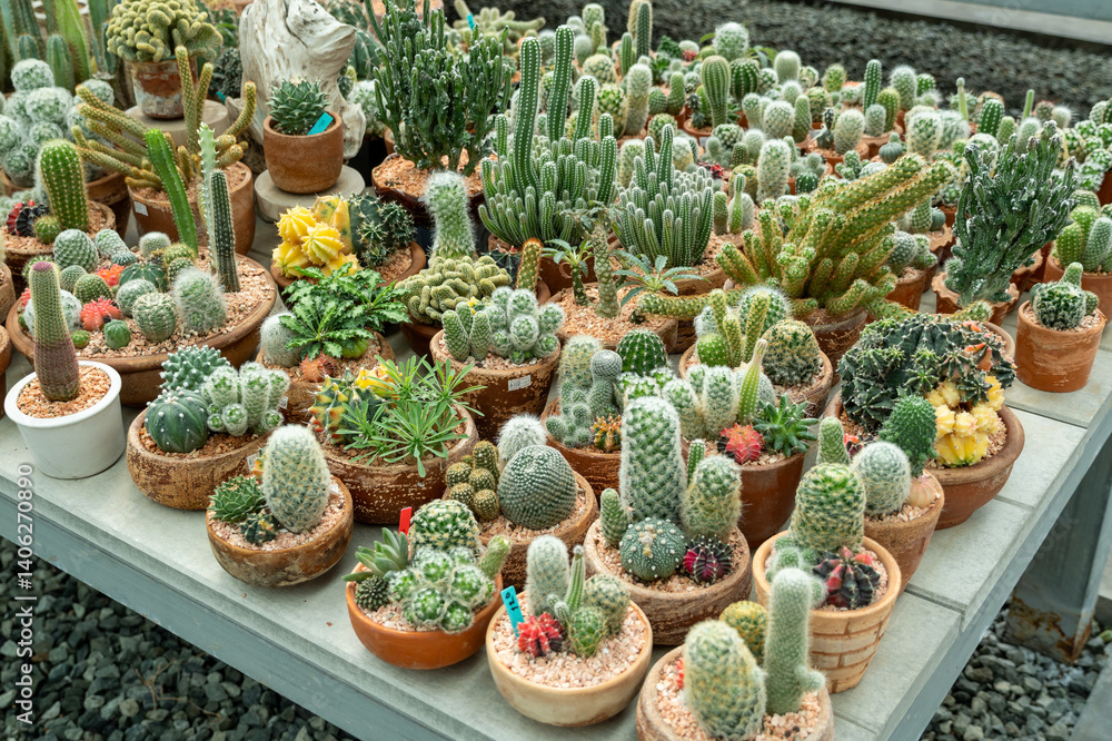 Cactus collection showcase explore nature's beauty a vibrant desert botanical exhibit