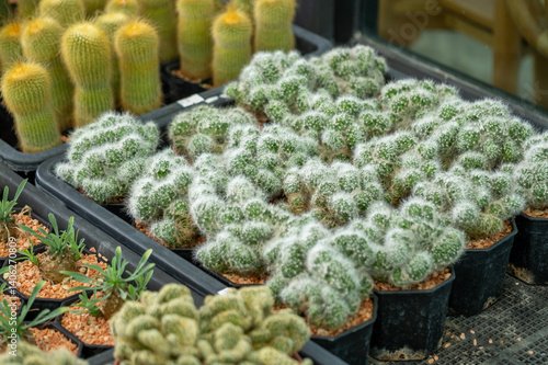 Vibrant cactus display greenhouse nature indoor environment close-up view