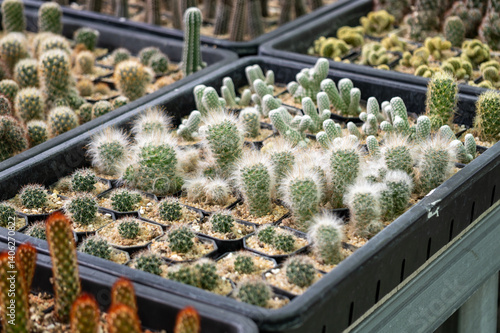 Cactus collection showcase botanical garden plant indoor environment close-up perspective