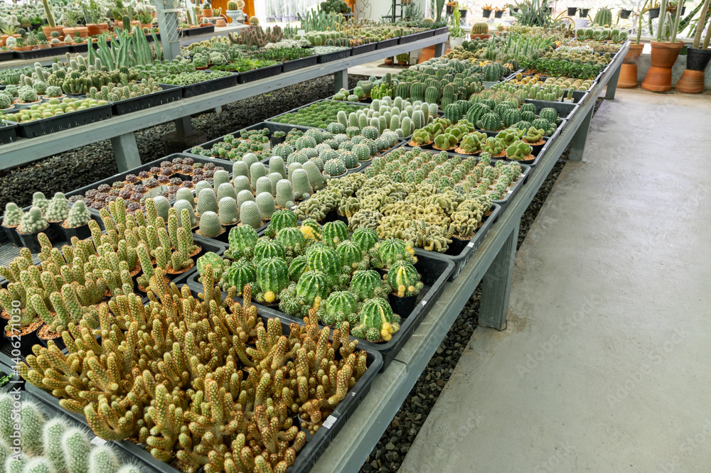 Vibrant cactus collection greenhouse plant showcase indoor environment wide angle nature's artistry
