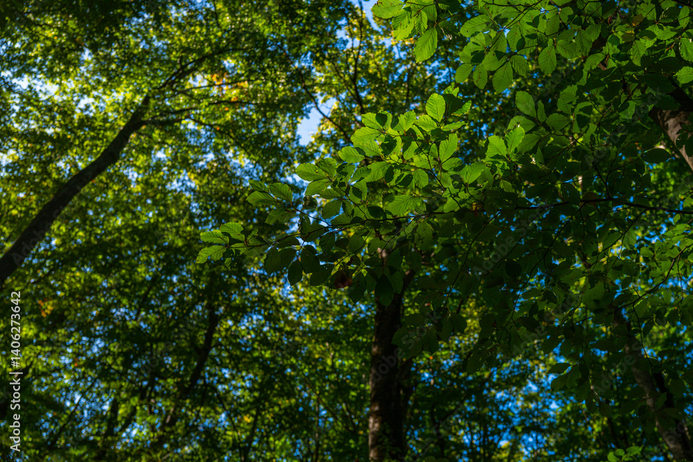 Obraz premium Nature of green leaf at summer. Natural green leaves plants. Forest background. Green nature background. Green leaf background. Leaf in forest. Leaves plants backdrop.