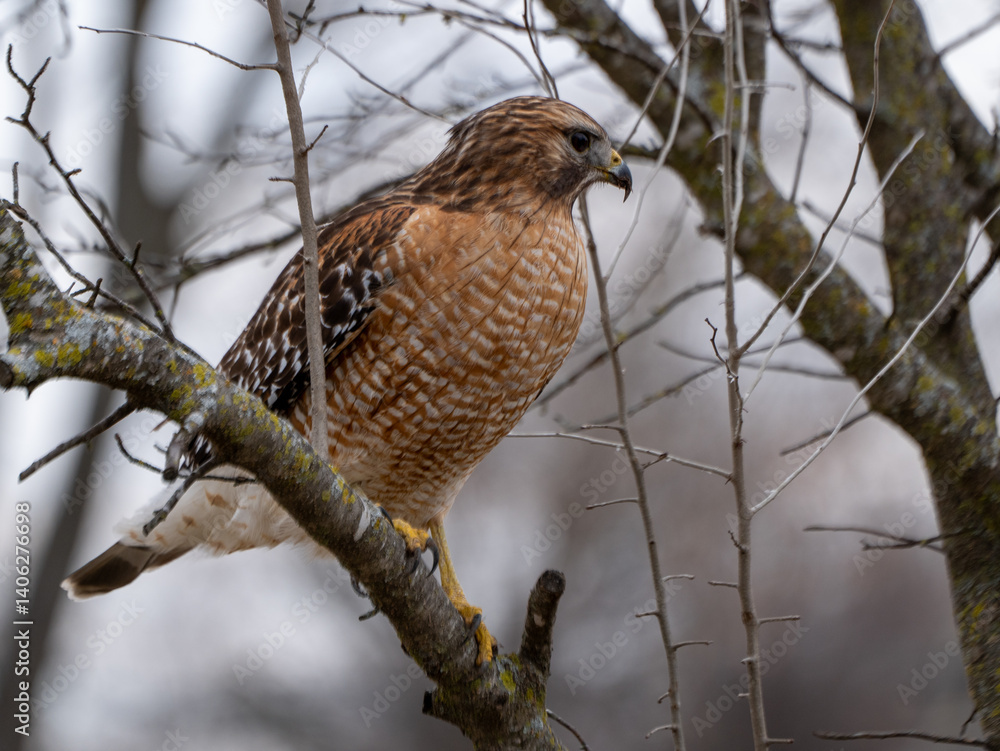 red tailed hawk perched on a branch red tailed hawk perched on a branch