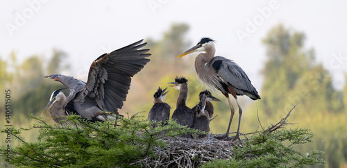 Great Blue Heron parents caring for chicks, following sunrise, in Cross Creek Ranch, Fulshear, Texas.