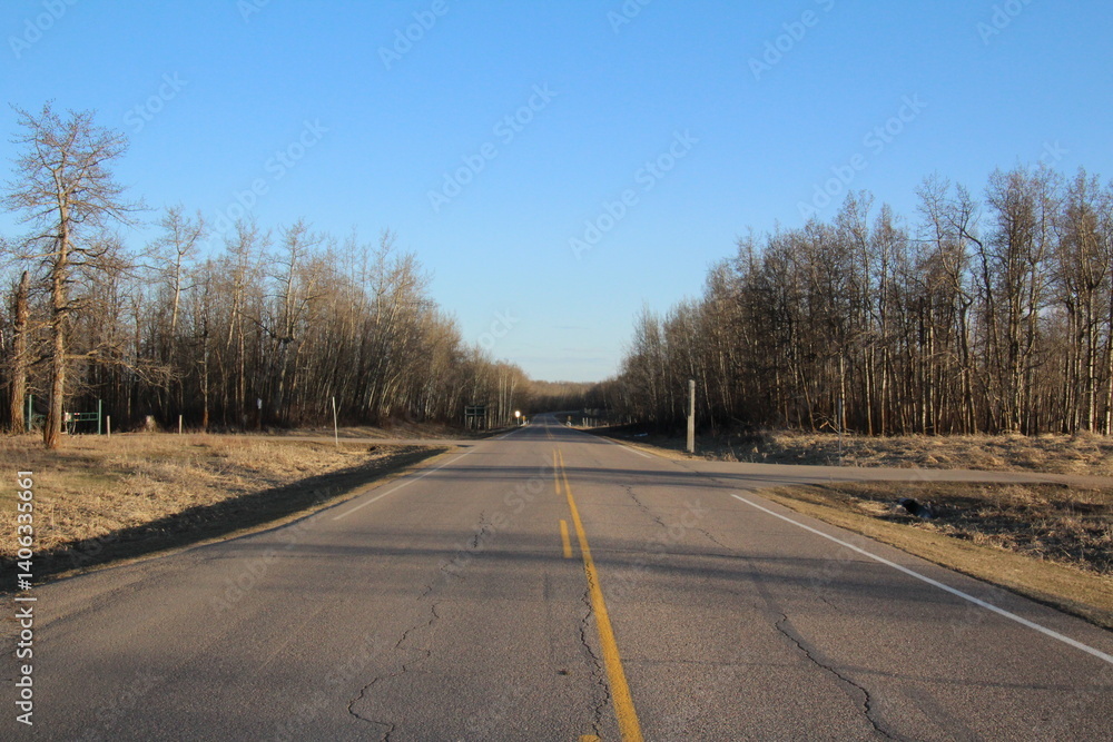Fototapeta premium road in the forest
