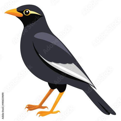 Myna bird isolated on white background