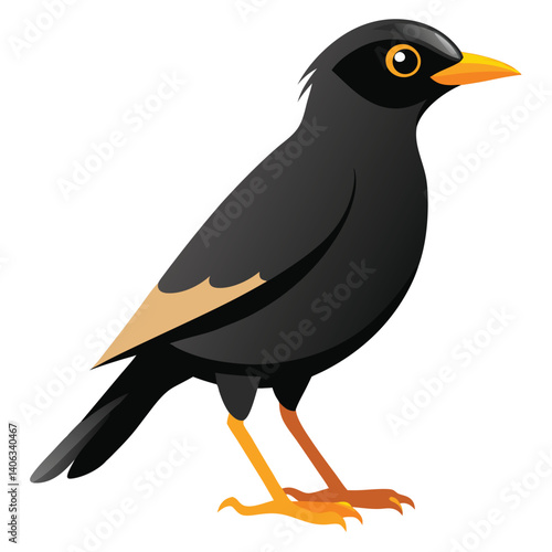 Myna bird isolated on white background