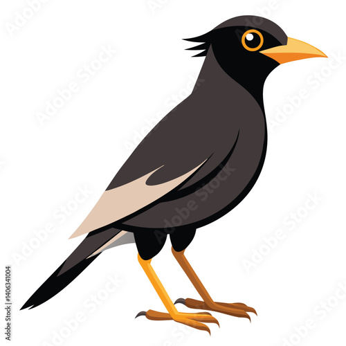 Myna bird isolated on white background