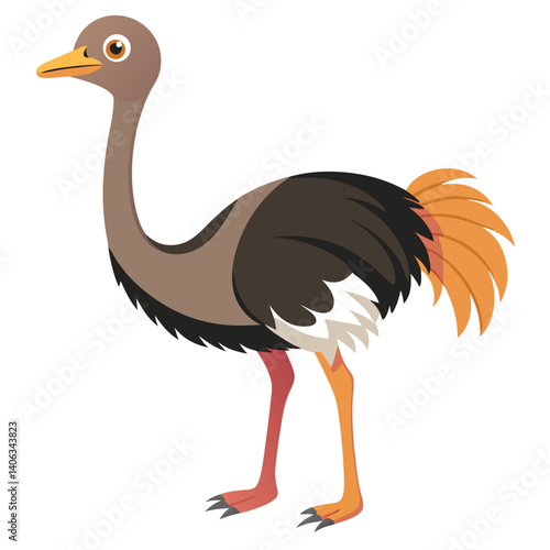 Ostrich bird isolated on white background