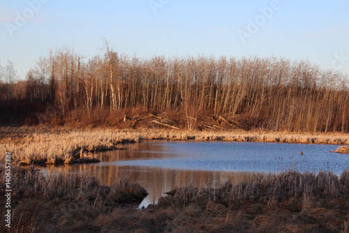 Edge Of The Beaver Pond, Elk Island National Park, Alberta